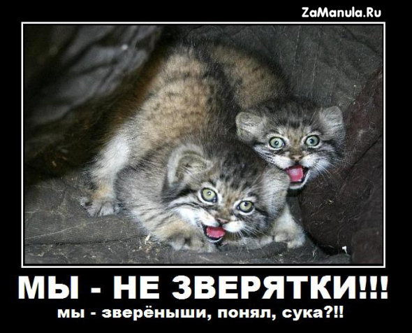 Мы - не зверятки Мы - не зверятки