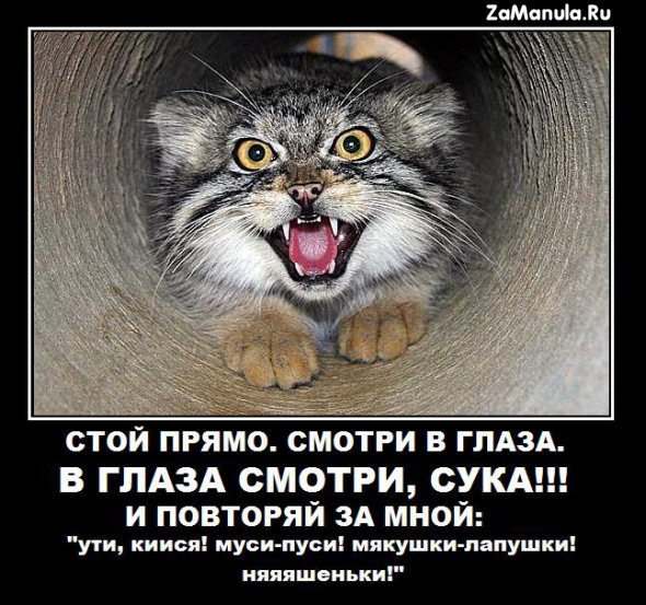 Повторяй за мной Повторяй за мной