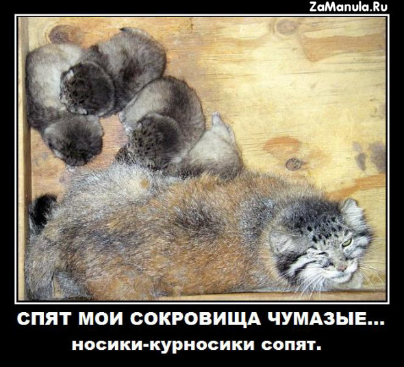 Спят мои сокровища чумазые Спят мои сокровища чумазые