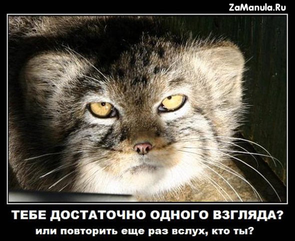 Тебе достаточно одного взгляда Тебе достаточно одного взгляда