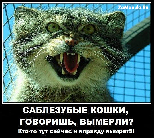 Саблезубые кошки, говоришь, вымерли?