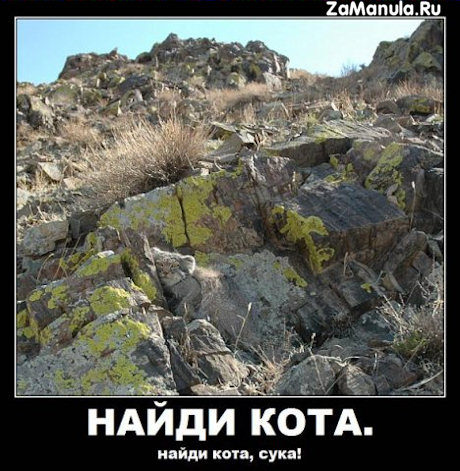 Найди кота! Найди кота!