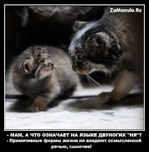 "НЯ" на языке двуногих