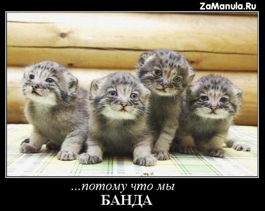 Потому что мы - БАНДА Потому что мы - БАНДА