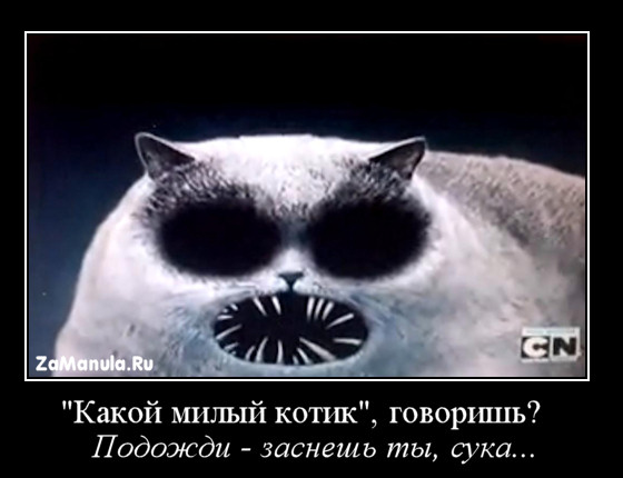 Какой милый котик Какой милый котик