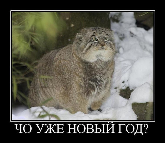 Новый год 2013 Новый год 2015