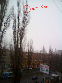 В Одессе кошка три дня жила на макушке дерева